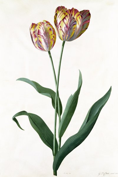 Tulp Tulp door Georg Dionysius Ehret